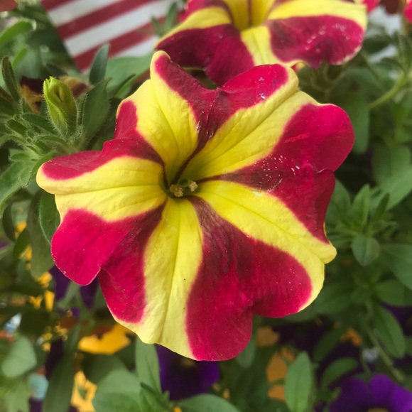 Meet your Posher, Anita - Picture 1 of 1